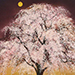 Keigo Kimura Gallery